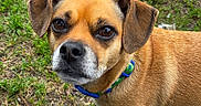Gibbs is registered to the contest to win money with this photo: alert, animal, brown_dog, canine, closeup, collar, cute, dog, domestic_animal, ears, eyes, face, fur, grass, ground, muzzle, nature, outdoor, pet, snout