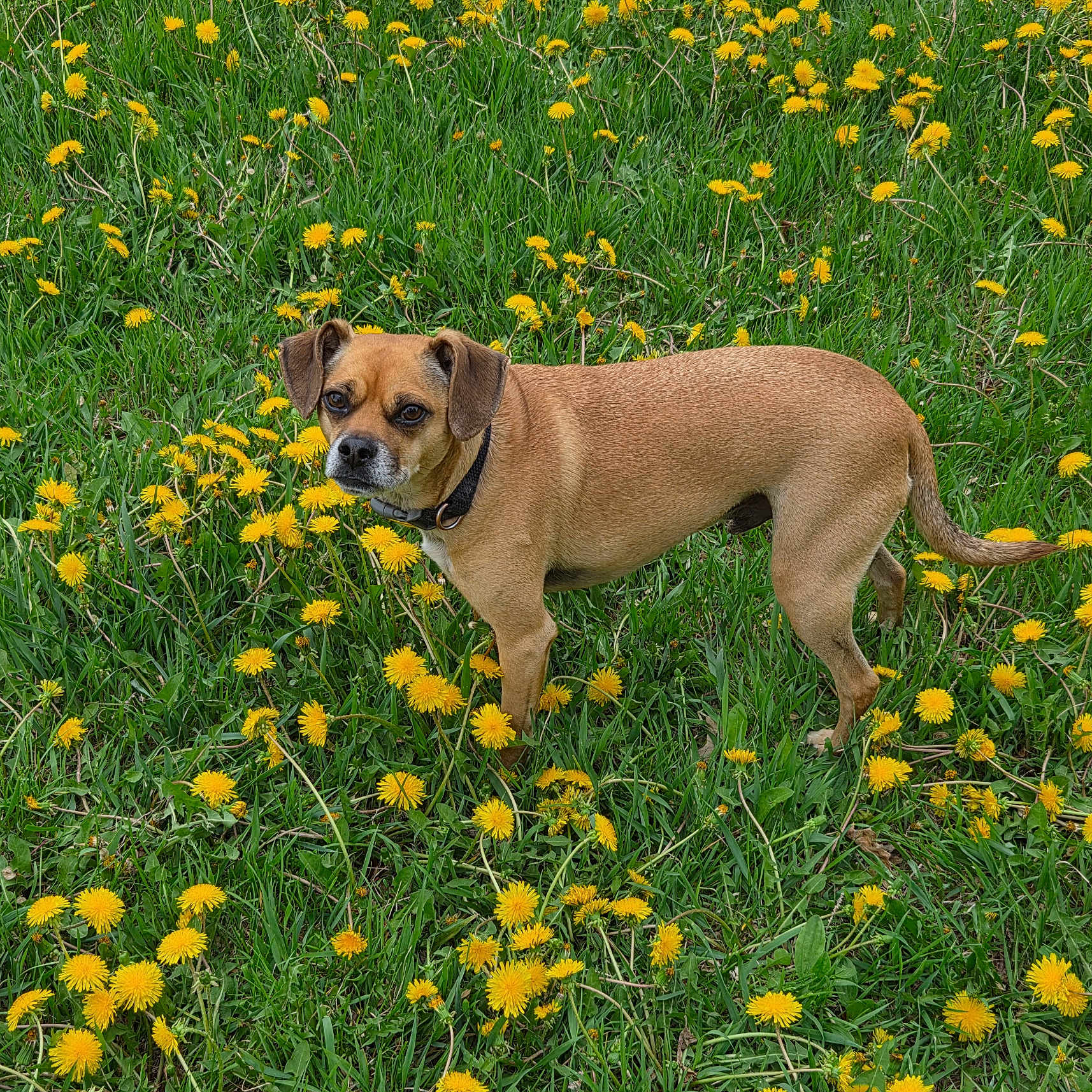 Gibbs