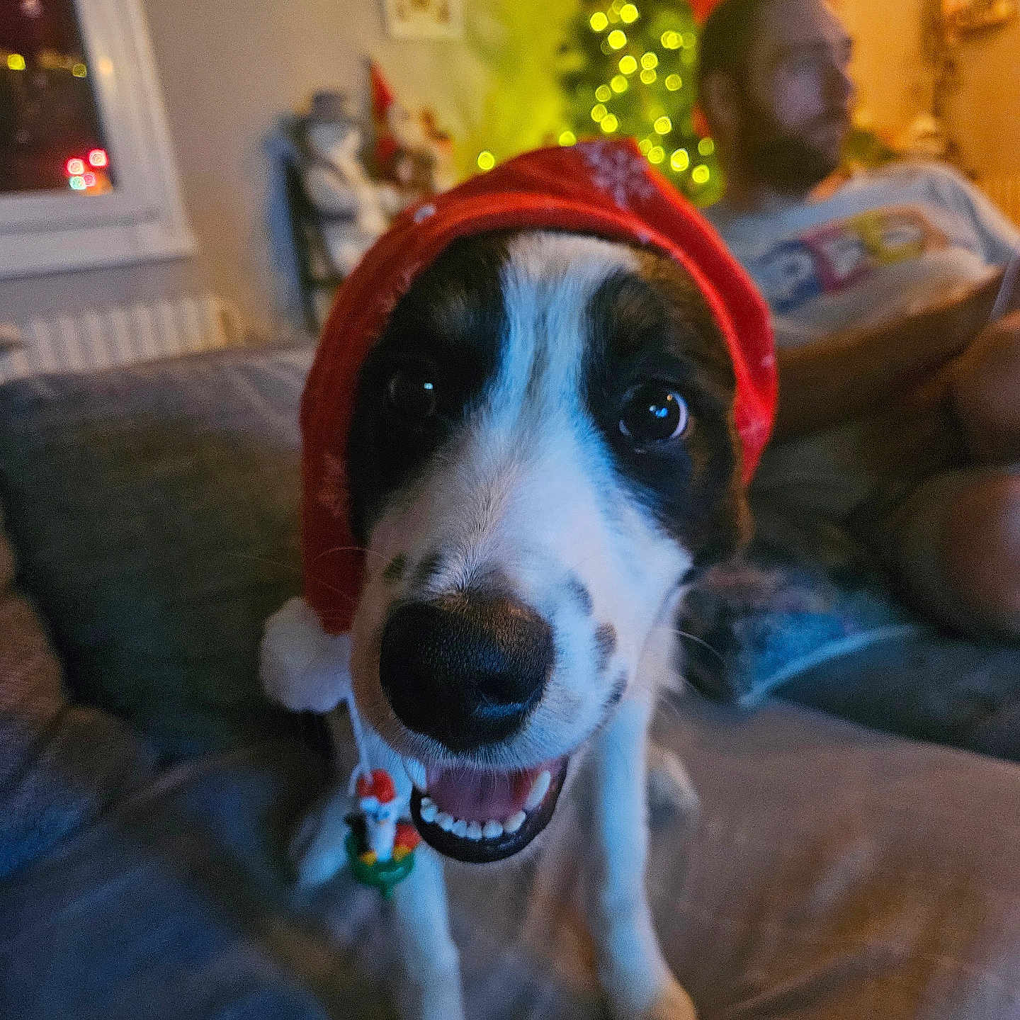 Bounty a rejoint le concours — aidez-le/la à gagner de superbes lots ! beard, blurred_background, celebration, christmas_tree, closeup, couch, cozy, decorations, dog, festive, happy, holiday, indoor, lights, living_room, man, pet, portrait, santa_hat, smiling