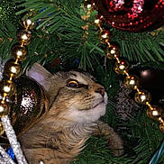 Isla is registered to the contest to win money with this photo: cat, christmas_tree, ornament, gold_beads, greenery, holiday, festive, feline, pet, wide_eyes, curious, decorations, close_up, indoors, holiday_decor, tree_branch, shiny, animal, fluffy, cute
