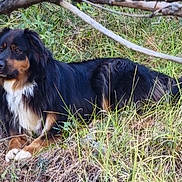 Flash a rejoint le concours — aidez-le/la à gagner de superbes lots ! dog, tricolor_dog, long_hair, fluffy, lying_down, outdoors, grass, woodland, nature, branches, brown, black, white, animal, pet, canine, portrait, looking_at_camera, peaceful, ground