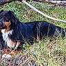 dog, tricolor_dog, long_hair, fluffy, lying_down, outdoors, grass, woodland, nature, branches, brown, black, white, animal, pet, canine, portrait, looking_at_camera, peaceful, ground