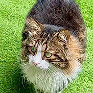 Pacha participe au concours pour gagner de l'argent avec cette photo : cat, fluffy, green_grass, outdoor, pet, animal, walking, fur, whiskers, tail, cute, mammal, domestic, nature, eyes, portrait, closeup, feline, playful, curious