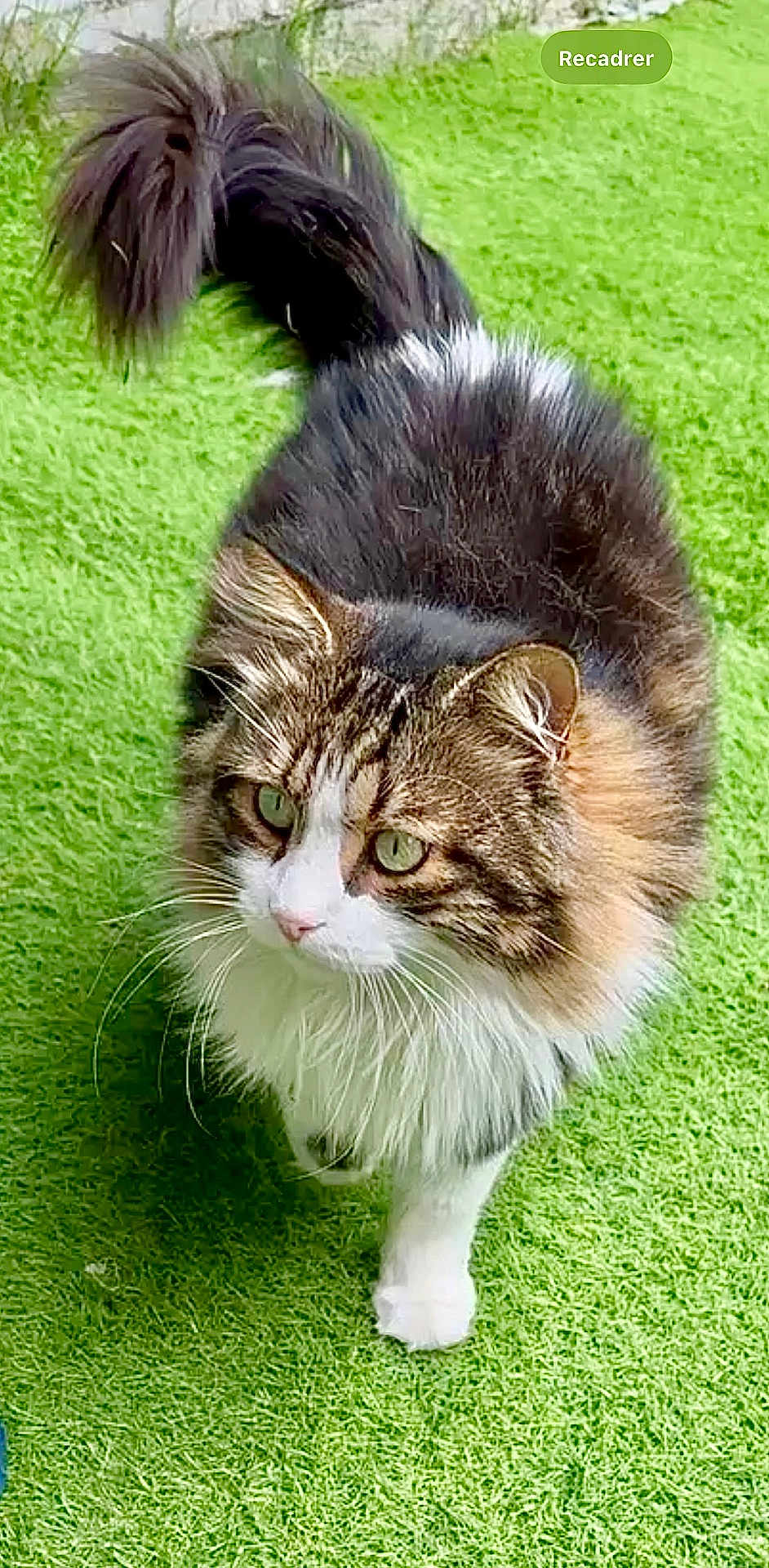 Pacha participe au concours pour gagner de l'argent avec cette photo : cat, fluffy, green_grass, outdoor, pet, animal, walking, fur, whiskers, tail, cute, mammal, domestic, nature, eyes, portrait, closeup, feline, playful, curious