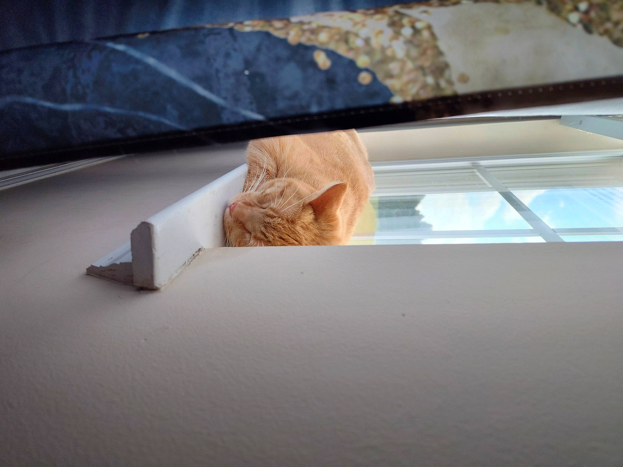 Simba Brown joined the competition — help win amazing prizes! automotive_design, automotive_exterior, carnivore, cat, comfort, couch, felidae, floor, flooring, hardwood, linens, room, shade, small_to_medium_sized_cats, tints_and_shades, vehicle_door, whiskers, window, windshield, wood