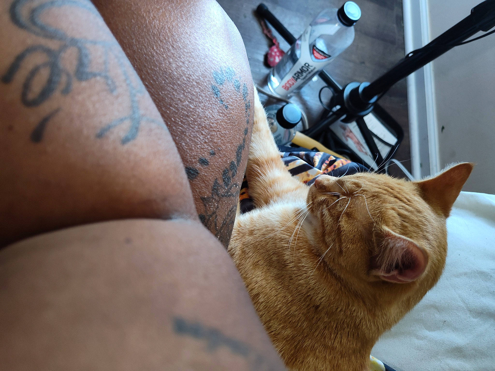 Simba Brown joined the competition — help win amazing prizes! arm, carnivore, cat, chest, comfort, elbow, fawn, felidae, human_body, human_leg, leg, nail, small_to_medium_sized_cats, snout, tail, temporary_tattoo, whiskers, window, wood, wrist