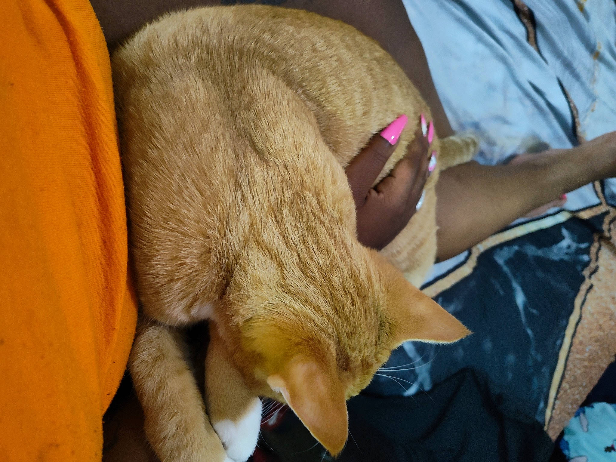 Simba Brown joined the competition — help win amazing prizes! carnivore, cat, comfort, companion_dog, dog_breed, domestic_short_haired_cat, fawn, felidae, fur, human_leg, paw, small_to_medium_sized_cats, snout, sporting_group, sunglasses, tail, whiskers, wood, working_animal, wrinkle