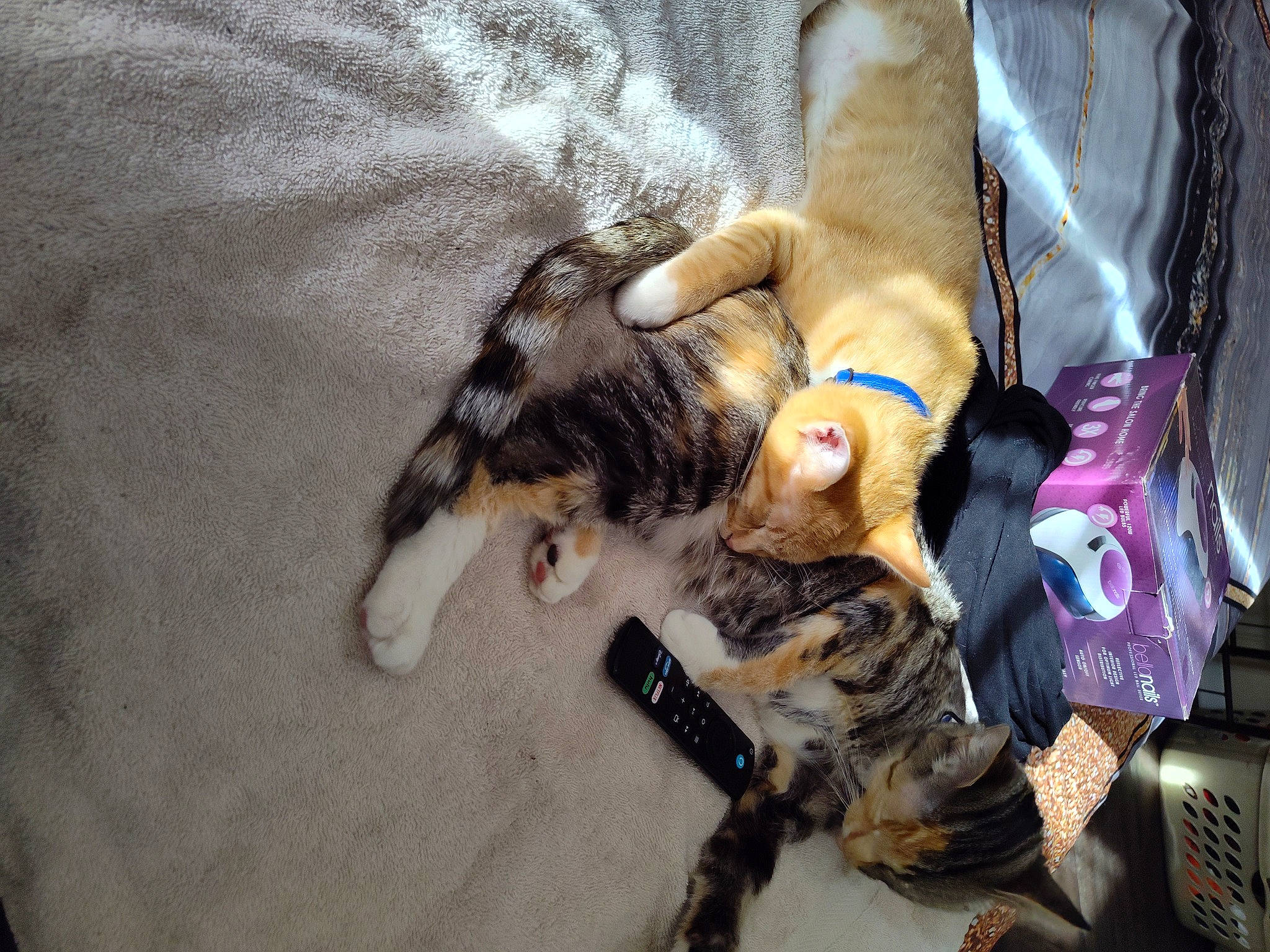 Mai'Ya Brown joined the competition — help win amazing prizes! canidae, carnivore, cat, comfort, companion_dog, dog_breed, fawn, felidae, fur, human_leg, lap, nail, small_to_medium_sized_cats, sporting_group, tail, thigh, toy, whiskers, wood, wrist