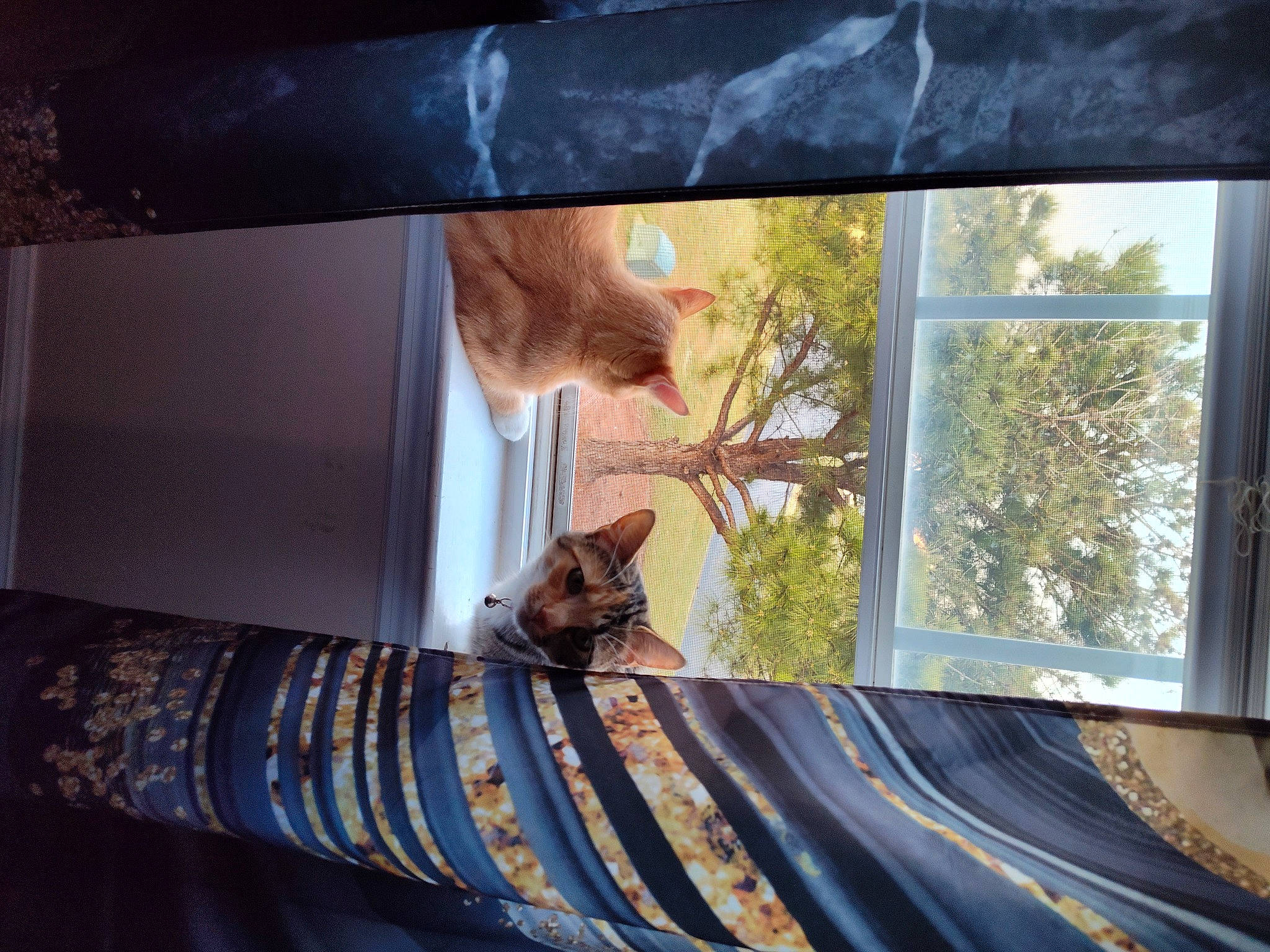 Mai'Ya Brown is registered to the contest to win money with this photo: building, carnivore, cat, comfort, door, fawn, felidae, glass, hardwood, house, plant, shade, small_to_medium_sized_cats, tints_and_shades, tree, vehicle_door, vertebrate, whiskers, window, wood