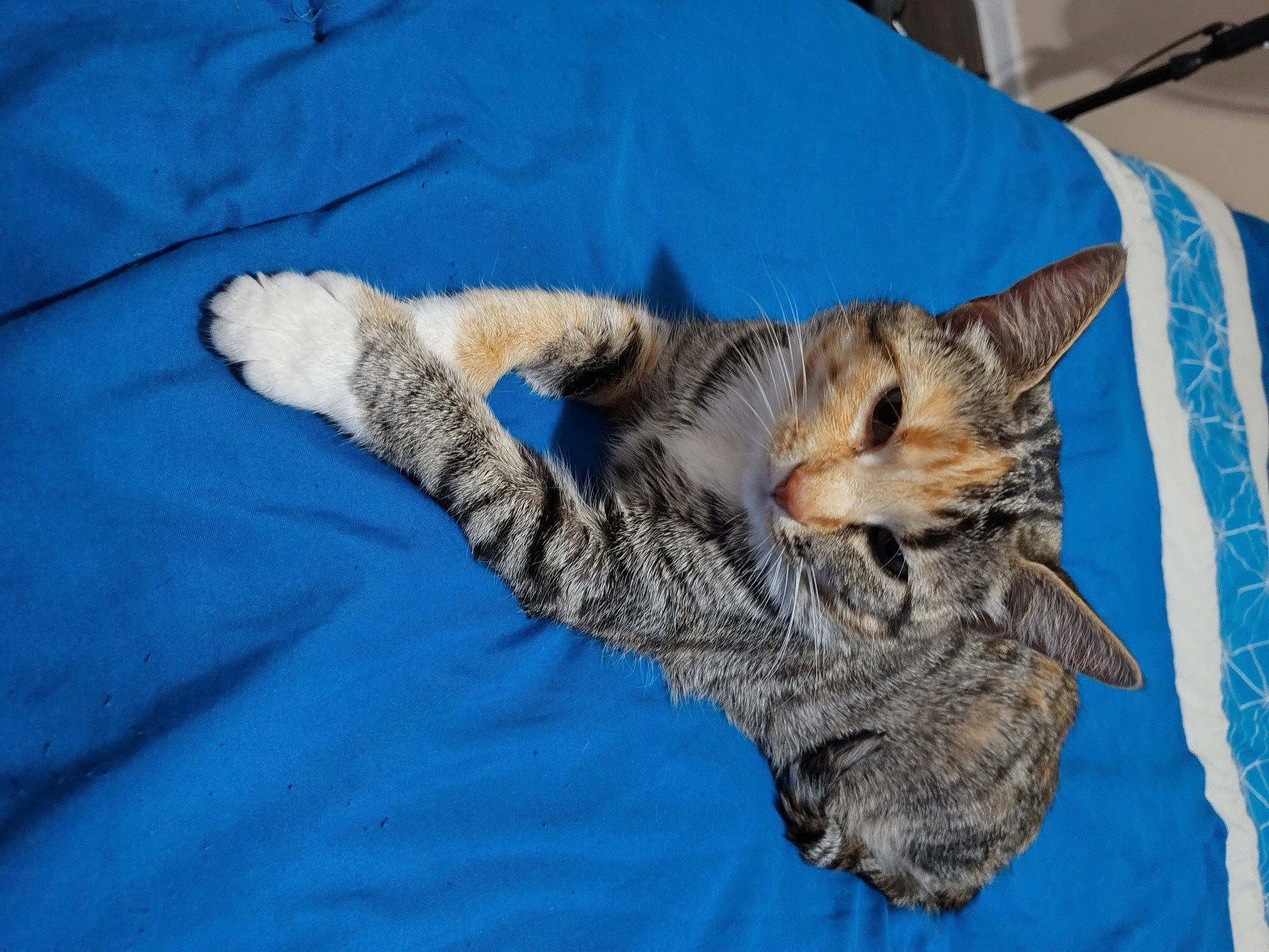 Mai'Ya Brown joined the competition — help win amazing prizes! box, carnivore, cat, cat_bed, claw, comfort, couch, domestic_short_haired_cat, felidae, fur, linens, nap, paw, small_to_medium_sized_cats, snout, tail, whiskers