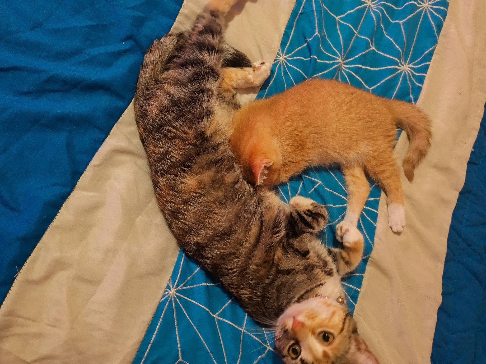 Mai'Ya Brown is registered to the contest to win money with this photo: bed, blue, canidae, carnivore, cat, claw, comfort, companion_dog, dog_breed, domestic_short_haired_cat, fawn, felidae, fur, linens, liver, nap, paw, small_to_medium_sized_cats, tail, whiskers