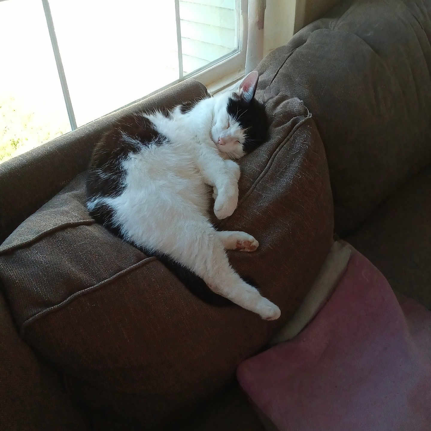 Oreo joined the competition — help win amazing prizes! black_and_white, cat, comfort, couch, cozy, cushion, daylight, domestic_animal, feline, fur, home, indoor, nap, pet, pillow, relaxation, resting, sleeping, soft_light, window