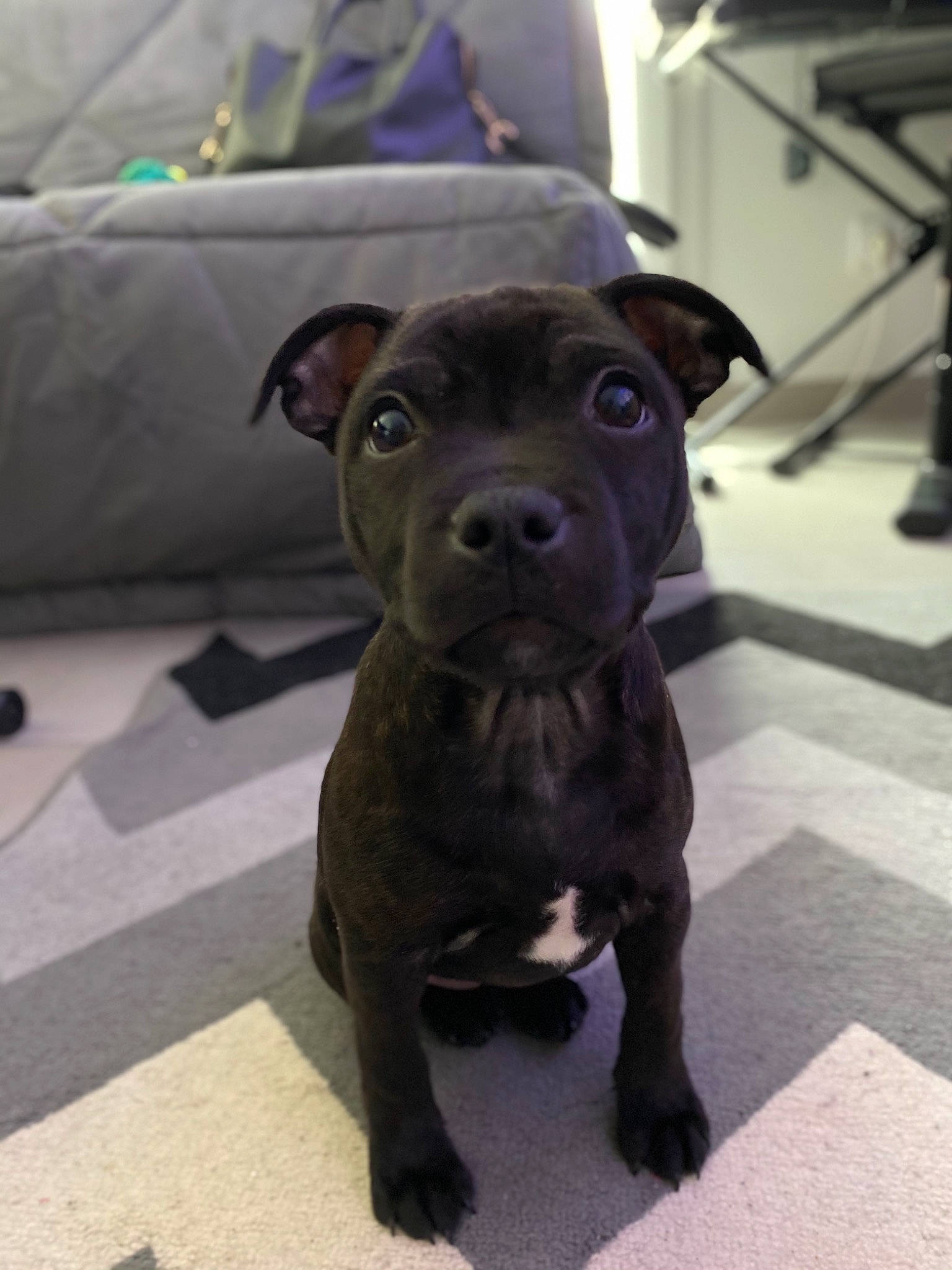 Ruby a rejoint le concours — aidez-le/la à gagner de superbes lots ! borador, canidae, carnivore, companion_dog, dog, dog_breed, dog_collar, fawn, fur, guard_dog, gun_dog, liver, sculpture, snout, sporting_group, tail, toy, toy_dog, whiskers, working_animal