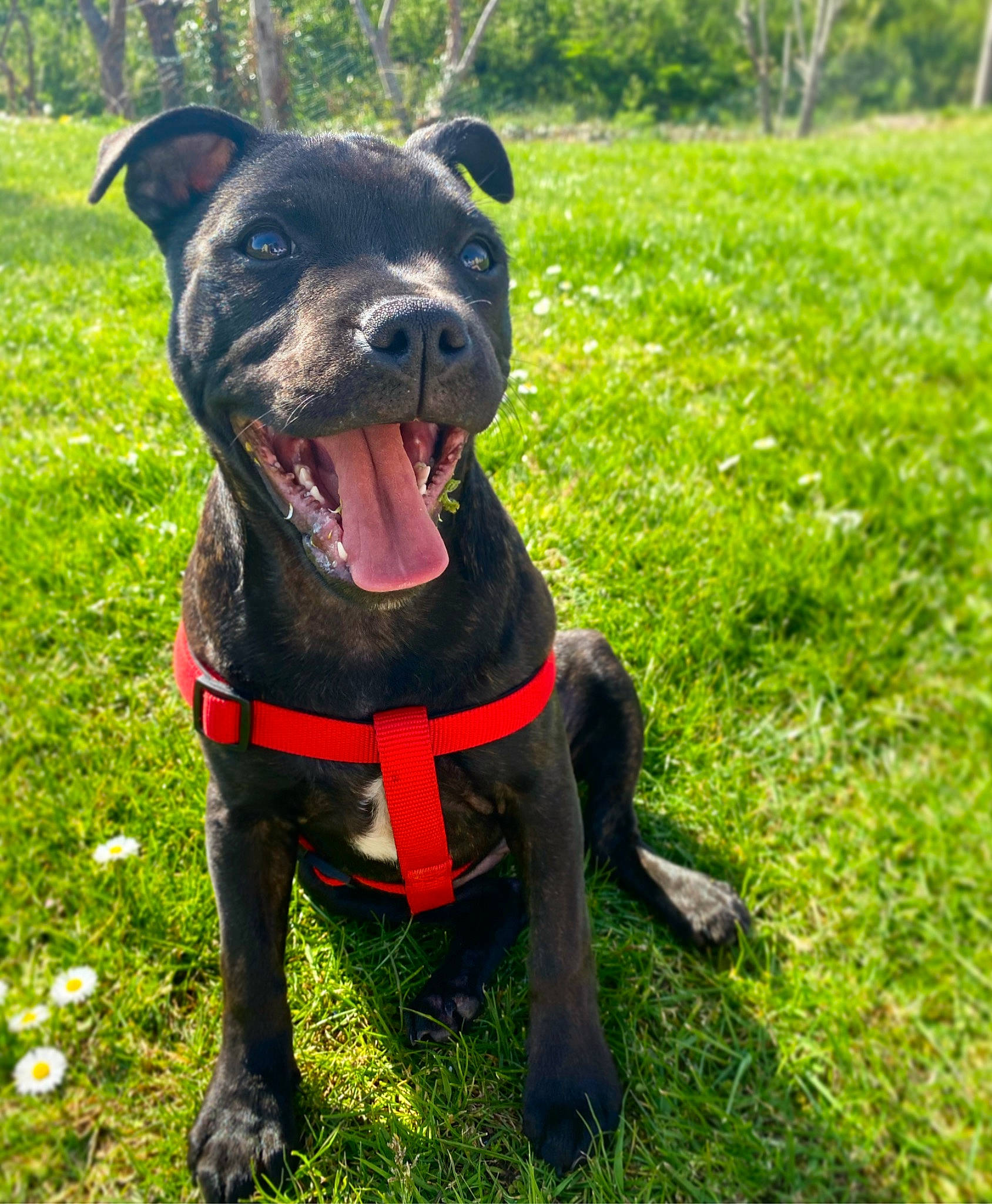 Ruby a rejoint le concours — aidez-le/la à gagner de superbes lots ! canidae, carnivore, collar, companion_dog, dog, dog_breed, dog_collar, dog_supply, fashion_accessory, fawn, grass, groundcover, leash, plant, snout, sporting_group, tail, tree, whiskers, working_animal