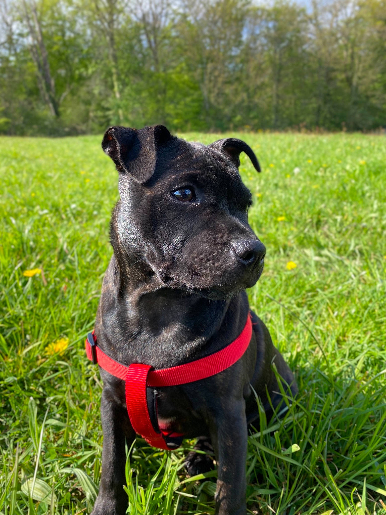 Ruby participe au concours pour gagner de l'argent avec cette photo : canidae, carnivore, collar, companion_dog, dog, dog_breed, dog_collar, fashion_accessory, fawn, grass, grassland, hat, leash, pet_supply, plant, snout, sporting_group, tree, whiskers, working_animal