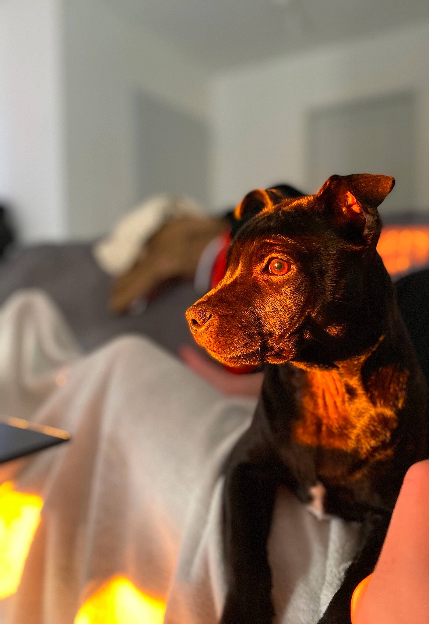 Ruby a rejoint le concours — aidez-le/la à gagner de superbes lots ! canidae, carnivore, collar, companion_dog, dog, dog_breed, dog_collar, ear, event, fawn, fur, guard_dog, orange, pinscher, snout, sporting_group, toy_dog, whiskers, working_animal, working_dog