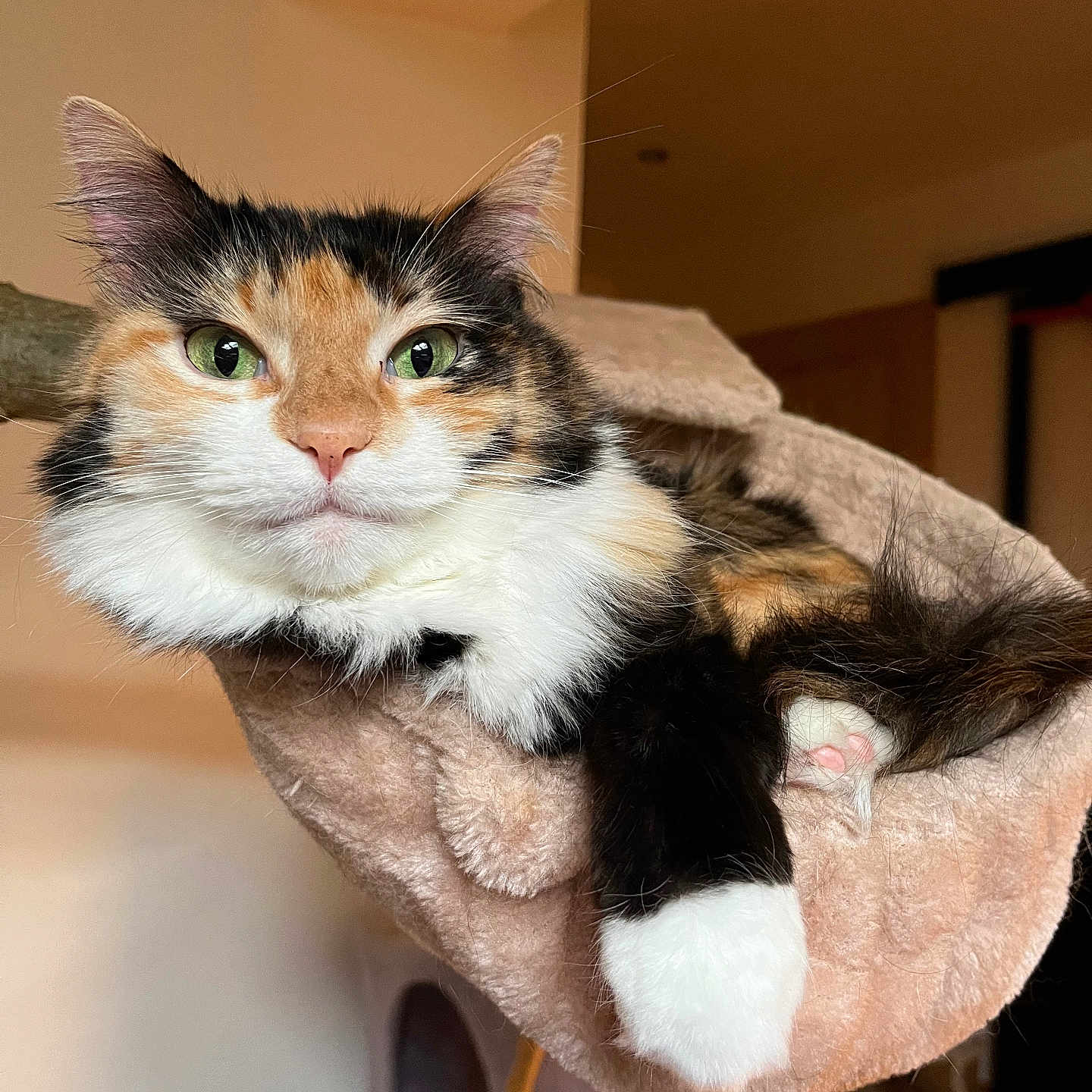Isis participe au concours pour gagner de l'argent avec cette photo : abyssinian, angora, animal, armchair, blanket, cat, chair, couch, furniture, hardwood, kitten, manx, pet, plywood, shelf, siamese, towel, wood