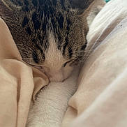 Ange participe au concours pour gagner de l'argent avec cette photo : animal, blanket, cat, close_up, cozy, cute, domestic_animal, ears, feline, fur, indoor, nap, pet, relaxation, resting, sleeping, soft, tabby, whiskers, white_paw