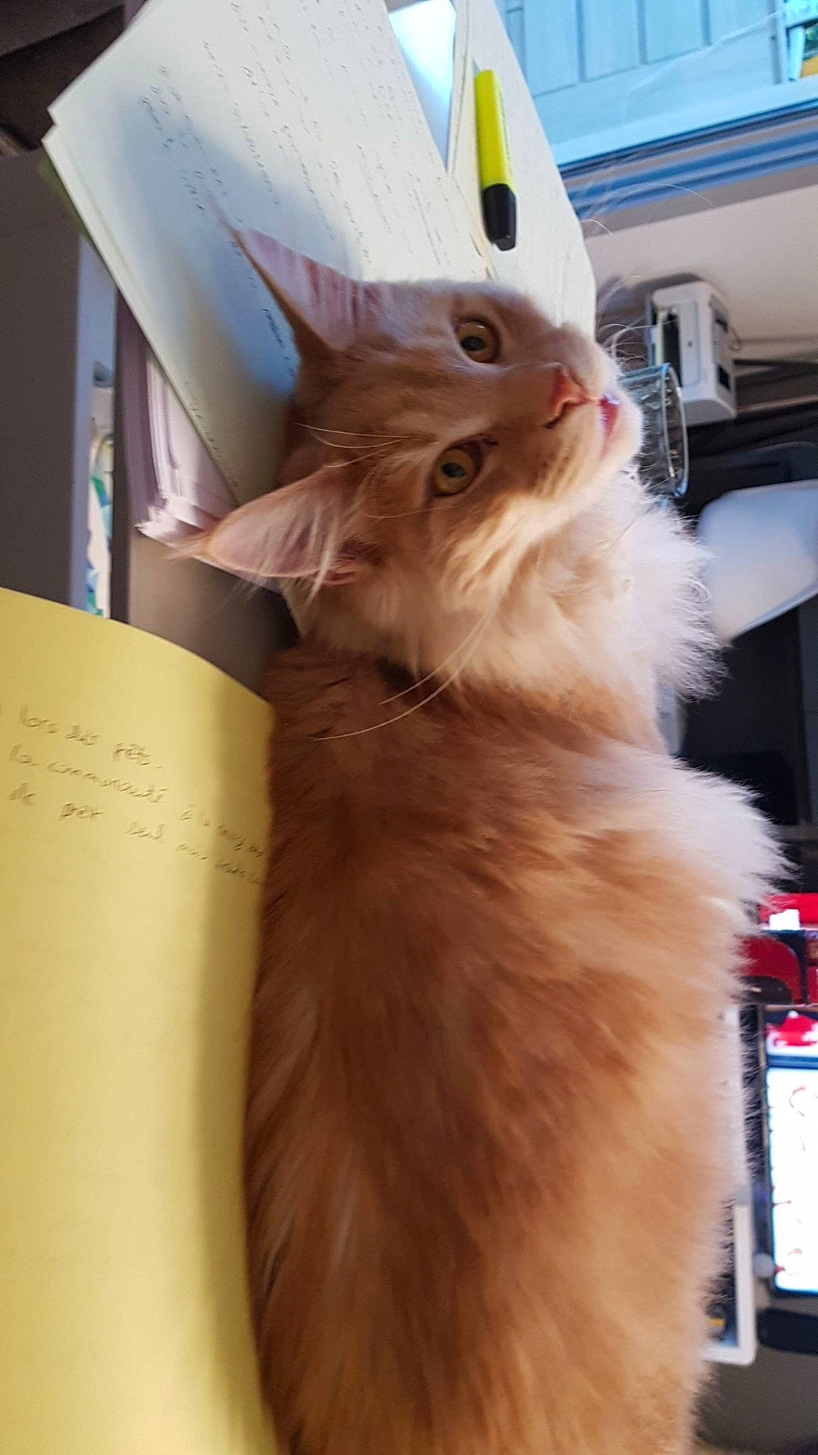 Pumba a rejoint le concours — aidez-le/la à gagner de superbes lots ! asian_semi_longhair, british_longhair, british_semi_longhair, carnivore, cat, domestic_long_haired_cat, fawn, felidae, fur, kitten, maine_coon, mammal, napoleon_cat, norwegian_forest_cat, persian, ragamuffin, small_to_medium_sized_cats, somali, turkish_angora, whiskers