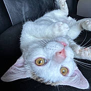 Joxer joined the competition — help win amazing prizes! cat, kitten, white_cat, upside_down, playful, amber_eyes, paw, black_leather_chair, indoor, pet, cute, feline, whiskers, closeup, animal, young, fur, relaxed, looking, ears