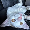 cat, kitten, white_cat, upside_down, playful, amber_eyes, paw, black_leather_chair, indoor, pet, cute, feline, whiskers, closeup, animal, young, fur, relaxed, looking, ears