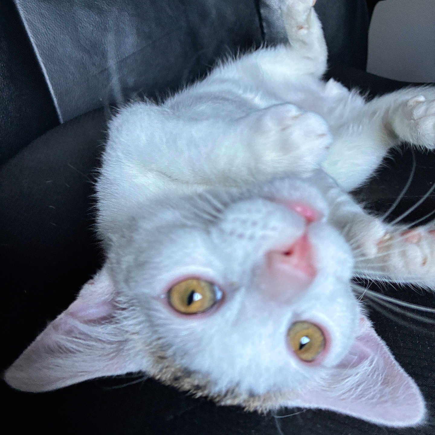 Joxer joined the competition — help win amazing prizes! cat, kitten, white_cat, upside_down, playful, amber_eyes, paw, black_leather_chair, indoor, pet, cute, feline, whiskers, closeup, animal, young, fur, relaxed, looking, ears