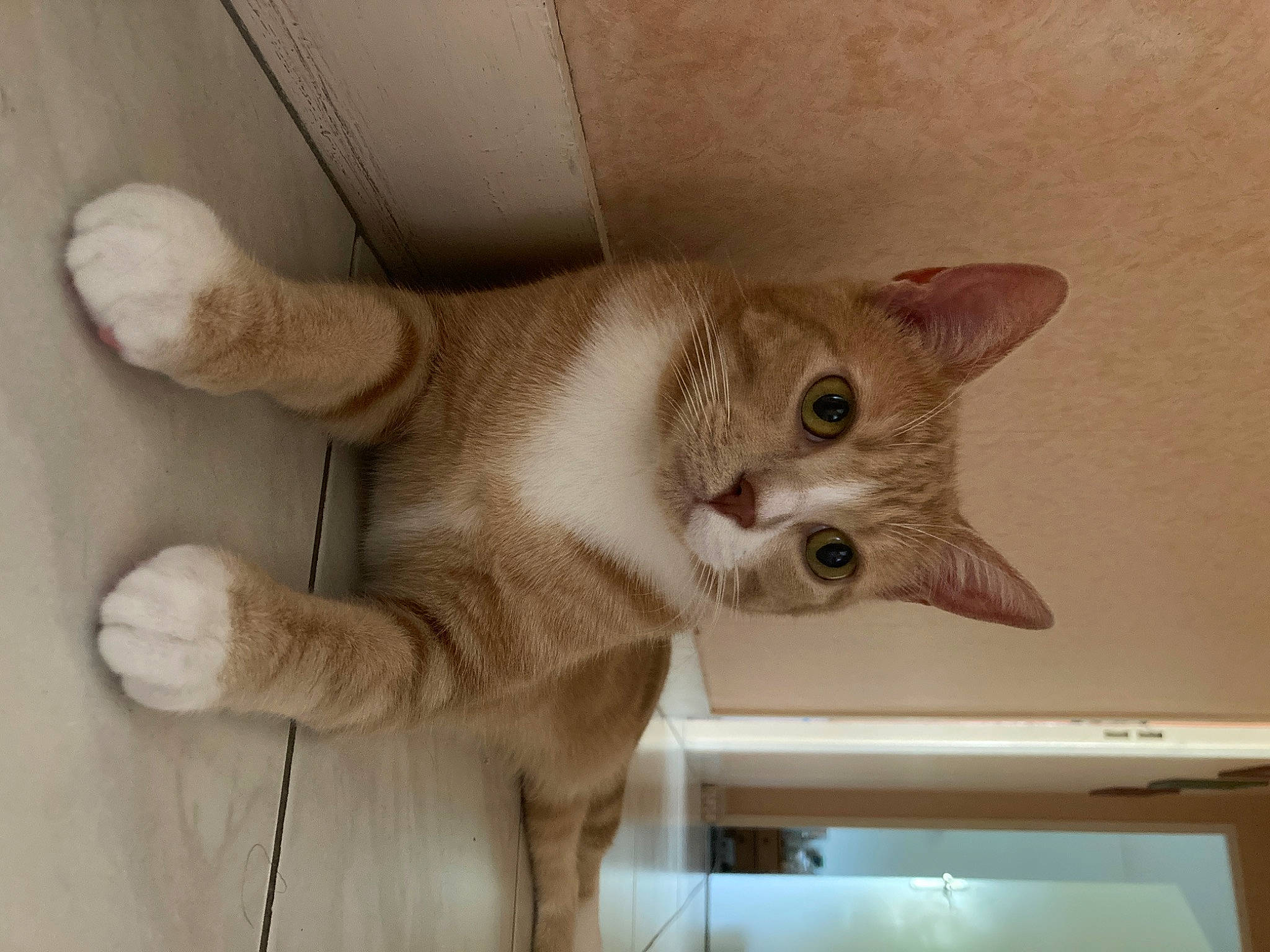 Tanuki a rejoint le concours — aidez-le/la à gagner de superbes lots ! carnivore, cat, domestic_short_haired_cat, fawn, felidae, flooring, fur, hardwood, paw, plaster, small_to_medium_sized_cats, snout, tail, whiskers, wood