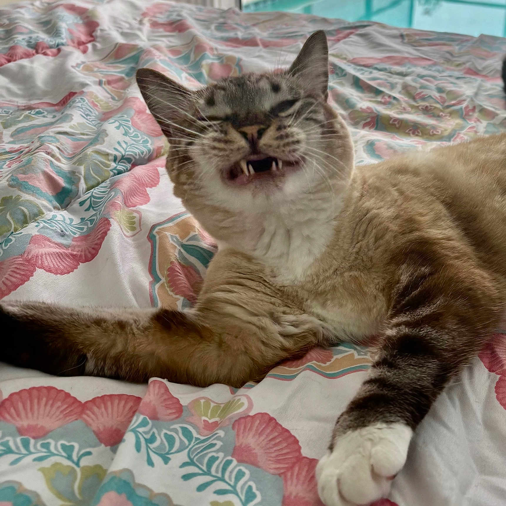 Mynxy is registered to the contest to win money with this photo: animal, bed, bedding, cat, cute, domestic, fangs, feline, fur, indoor, mouth_open, patterned, paw, pet, relaxed, resting, snout, striped, whiskers, window