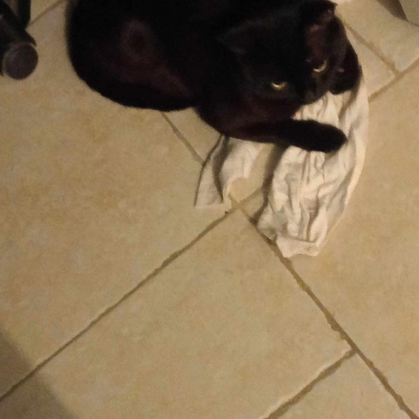 Enys participe au concours pour gagner de l'argent avec cette photo : animal, black_cat, cat, cloth, cozy, curl_up, dark, domestic_animal, feline, floor, home, indoor, laying, low_light, pet, quiet, resting, shadow, still, tile_floor