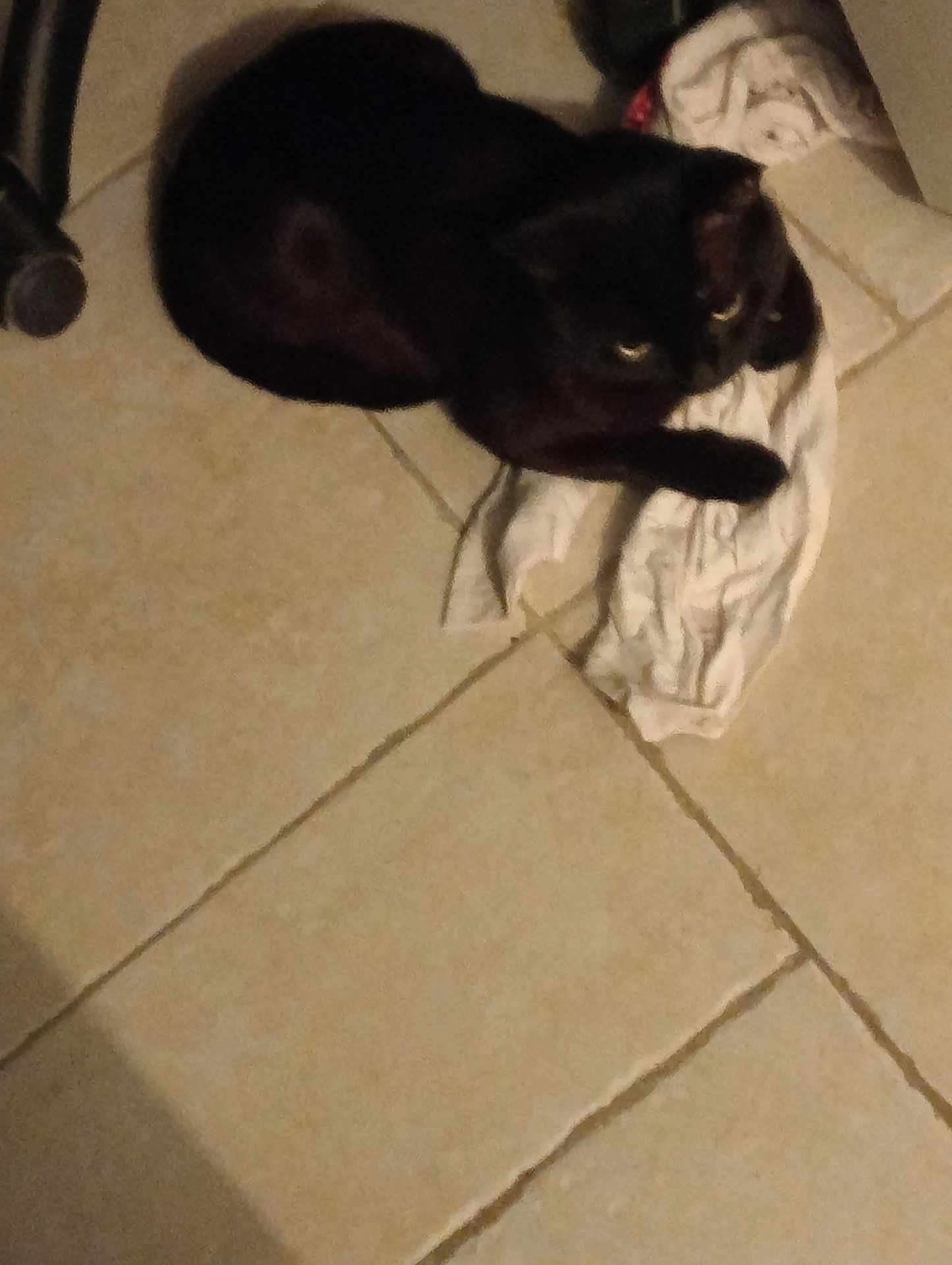 Enys participe au concours pour gagner de l'argent avec cette photo : cat, black_cat, animal, pet, floor, tile_floor, cloth, indoor, shadow, dark, resting, curl_up, feline, quiet, still, domestic_animal, laying, home, low_light, cozy