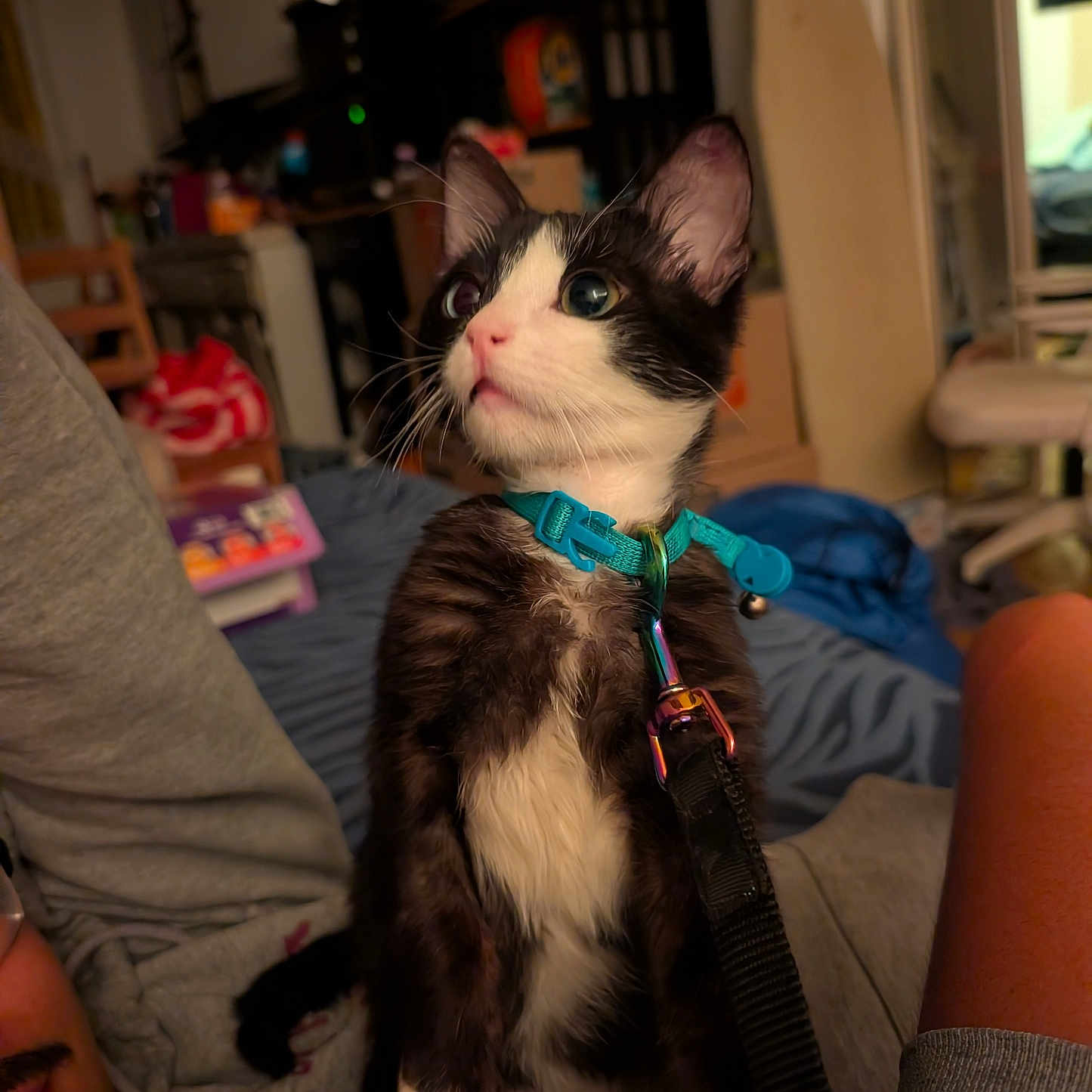Romi is registered to the contest to win money with this photo: kitten, cat, pet, indoor, collar, leash, black_and_white, curious, person, furniture, room, cozy, casual, seated, looking_away, whiskers, ears, soft_light, domestic, home