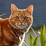 cat, ginger_tabby, outdoor, collar, pet, animal, fur, whiskers, close_up, greenery, tag, ears, eyes, nature, curious, portrait, mammal, domestic_cat, feline, background_blur