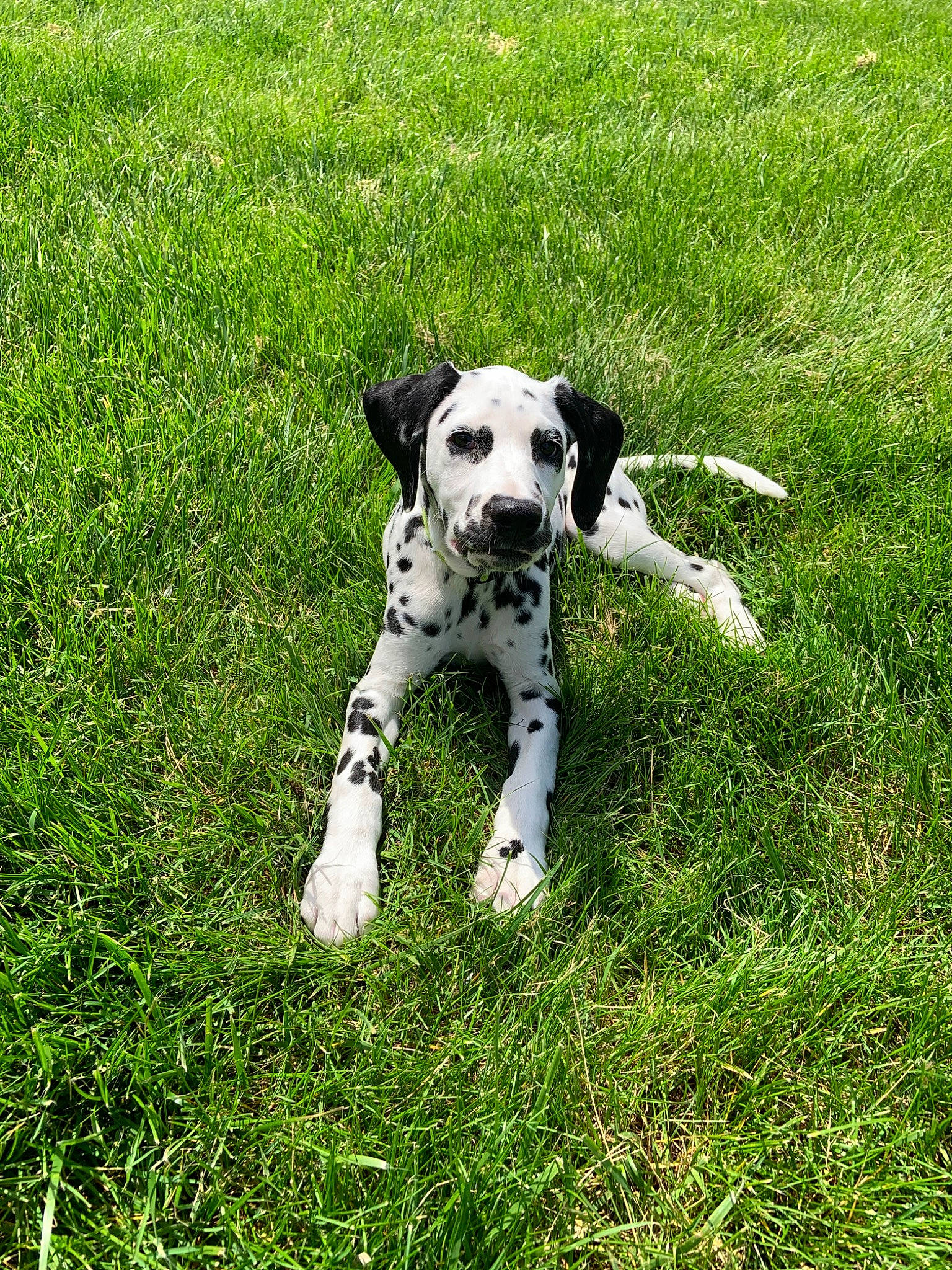 Beamer is registered to the contest to win money with this photo: canidae, carnivore, companion_dog, dalmatian, dog, dog_breed, grass, mammal, non_sporting_group, plant, puppy, snout, sporting_group, tail