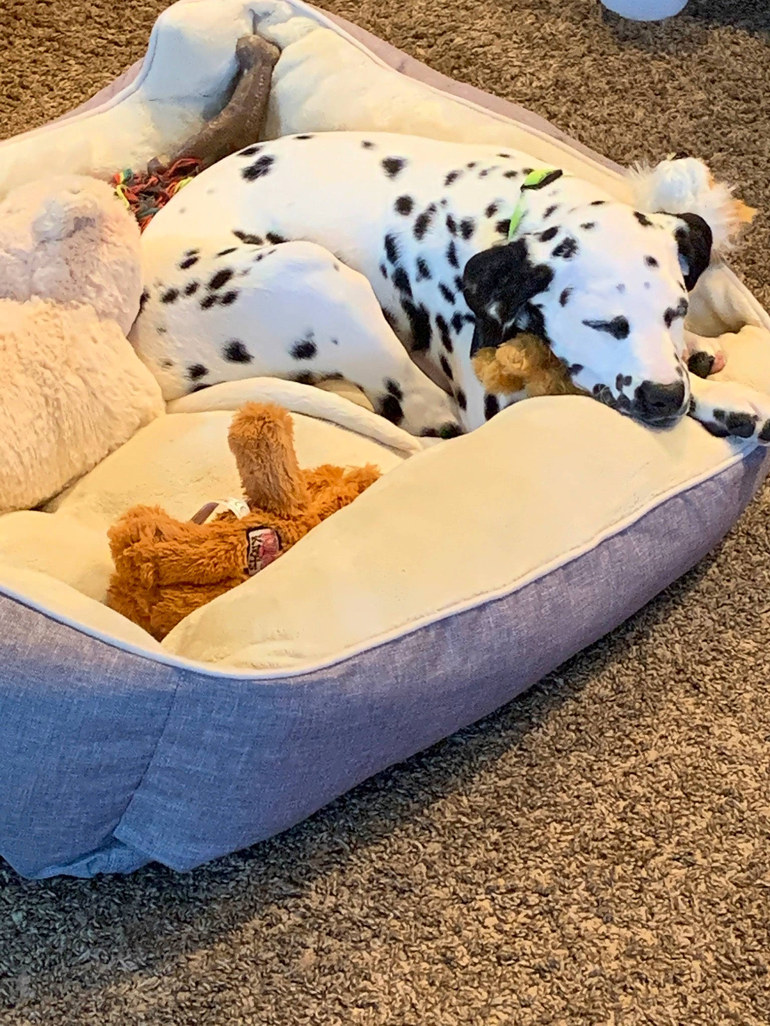 Beamer joined the competition — help win amazing prizes! canidae, carnivore, companion_dog, dalmatian, dog, dog_bed, dog_breed, furniture, linens, nap, non_sporting_group, puppy