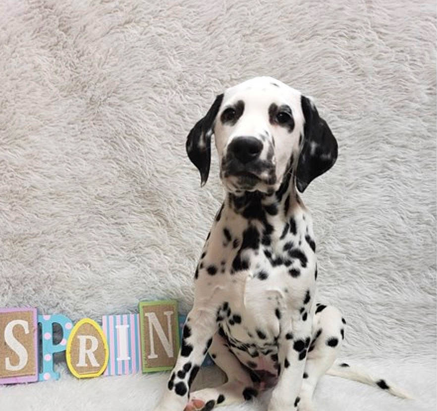 Beamer joined the competition — help win amazing prizes! canidae, carnivore, companion_dog, dalmatian, dog, dog_breed, mammal, non_sporting_group, snout, sporting_group, vertebrate