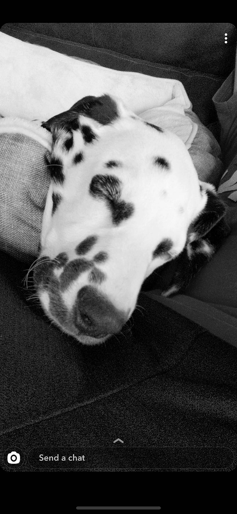 Beamer is registered to the contest to win money with this photo: black_and_white, canidae, carnivore, dalmatian, dog, dog_breed, ear, great_dane, monochrome, non_sporting_group, snout, style