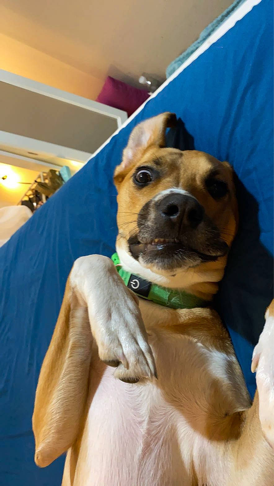 Nala joined the competition — help win amazing prizes! canidae, carnivore, collar, companion_dog, dog, dog_breed, dog_collar, fawn, linens, snout, sporting_group, whiskers, working_animal, working_dog