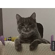 Réglisse participe au concours pour gagner de l'argent avec cette photo : big_eyes, blanket, cat, cozy, curious, domestic, ears, feline, furniture, gray_cat, home, indoor, knit, looking_at_camera, paws, pet, portrait, sitting, soft_texture, whiskers