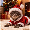 Réglisse participe au concours pour gagner de l'argent avec cette photo : bokeh, cat, christmas, christmas_decorations, christmas_tree, cozy, festive, fireplace, fur, gift, holiday, kitten, living_room, paws, pet, portrait, present, santa_costume, santa_hat, whiskers
