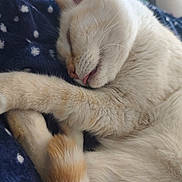 Athena a rejoint le concours — aidez-le/la à gagner de superbes lots ! animal, blanket, cat, close_up, cozy, cream_color, cute, fur, indoor, nap, paw, pet, polka_dots, relaxed, resting, sleeping, soft, tail, tongue_out, whiskers