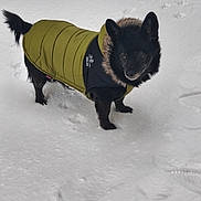 Lixy participe au concours pour gagner de l'argent avec cette photo : black_dog, canine, cold_weather, cute, dog, ears, eyes, face, footprints, fur, looking_at_camera, outdoors, paws, pet, portrait, puffer_jacket, small_dog, snow, standing, winter_coat