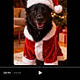 black_dog, canine, celebration, christmas_hat, christmas_tree, cozy, decorations, dog, festive, fur, happy, holiday, indoor, living_room, pet, portrait, presents, santa_costume, seasonal, smiling