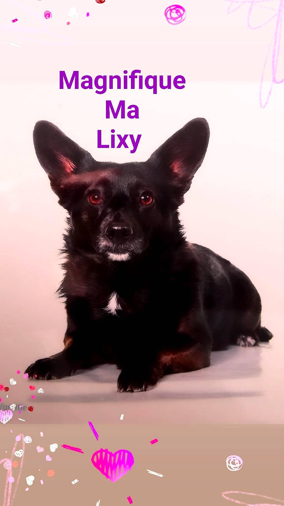 Lixy a rejoint le concours — aidez-le/la à gagner de superbes lots ! canidae, carmine, carnivore, companion_dog, dog, dog_breed, dog_supply, fawn, fictional_character, fur, liver, magenta, non_sporting_group, puppy, snout, sporting_group, terrestrial_animal, toy_dog, whiskers, working_animal