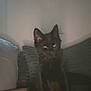 black_cat, cat, pet, indoor, couch, cushion, furniture, animal, mammal, sitting, dark, low_light, home, domestic_animal, feline, cozy, relaxing, shadow, blur, eyeshine