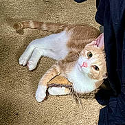 Scratch Mcfurry is registered to the contest to win money with this photo: cat, orange_cat, white_cat, pet, carpet, toy, paw, tail, green_eyes, indoor, floor, fabric, clothing, curtain, relaxed, lying_down, cute, playful, whiskers, nose