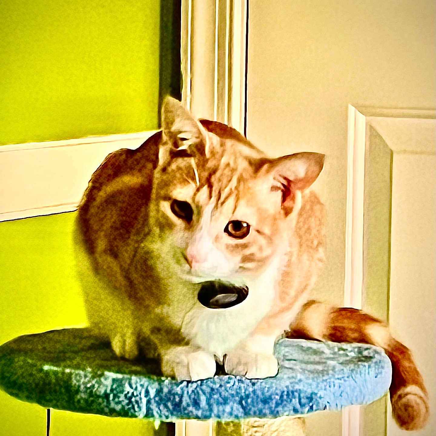 Scratch Mcfurry is registered to the contest to win money with this photo: cat, cat_tree, close_up, collar, cute, doorframe, feline, furniture, green_wall, indoor, looking_at_camera, orange_cat, paws, perch, pet, portrait, sitting, tag, tail, whiskers