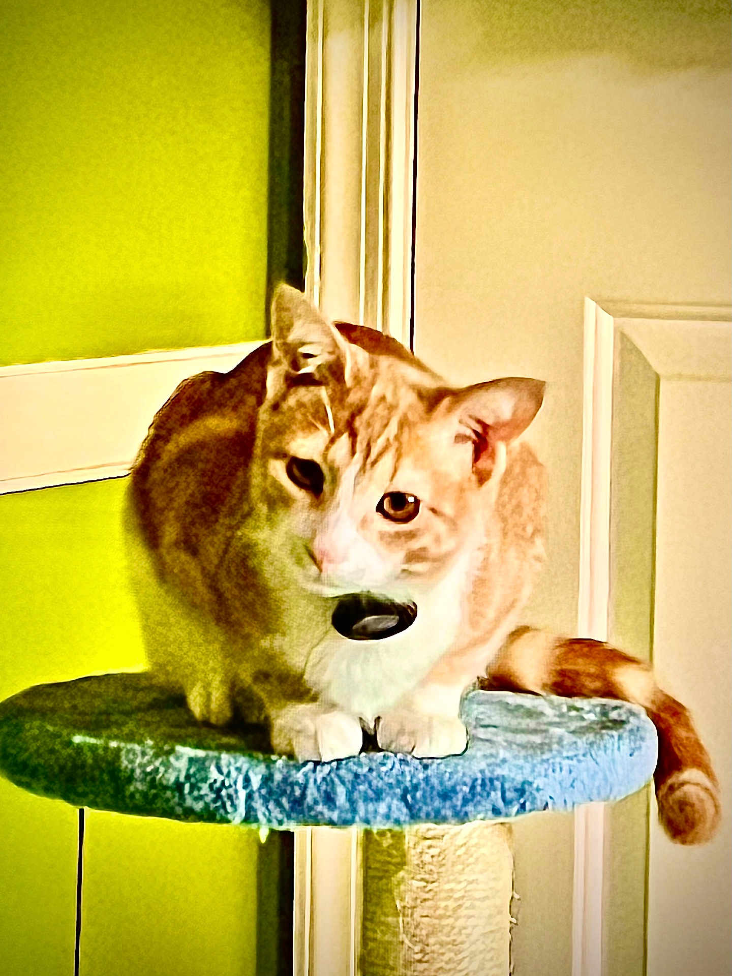 Scratch Mcfurry is registered to the contest to win money with this photo: cat, orange_cat, pet, feline, cat_tree, perch, indoor, portrait, whiskers, paws, tail, collar, tag, sitting, looking_at_camera, furniture, doorframe, green_wall, close_up, cute