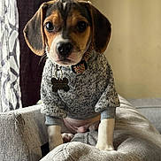 Cooper is registered to the contest to win money with this photo: dog, puppy, mixed_breed, sweater, collar, dog_tag, big_eyes, floppy_ears, couch, cushion, living_room, indoor, window, curtain, pet, sitting, looking_at_camera, cute, portrait, close_up