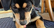 Sirah a rejoint le concours — aidez-le/la à gagner de superbes lots ! animal, black_and_tan, brown_eyes, camera_facing, close_up, cute, dog, doormat, entryway, floor, floppy_ears, home, indoors, paws, pet, portrait, puppy, sitting, tile, wooden_chair