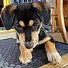 animal, black_and_tan, brown_eyes, camera_facing, close_up, cute, dog, doormat, entryway, floor, floppy_ears, home, indoors, paws, pet, portrait, puppy, sitting, tile, wooden_chair